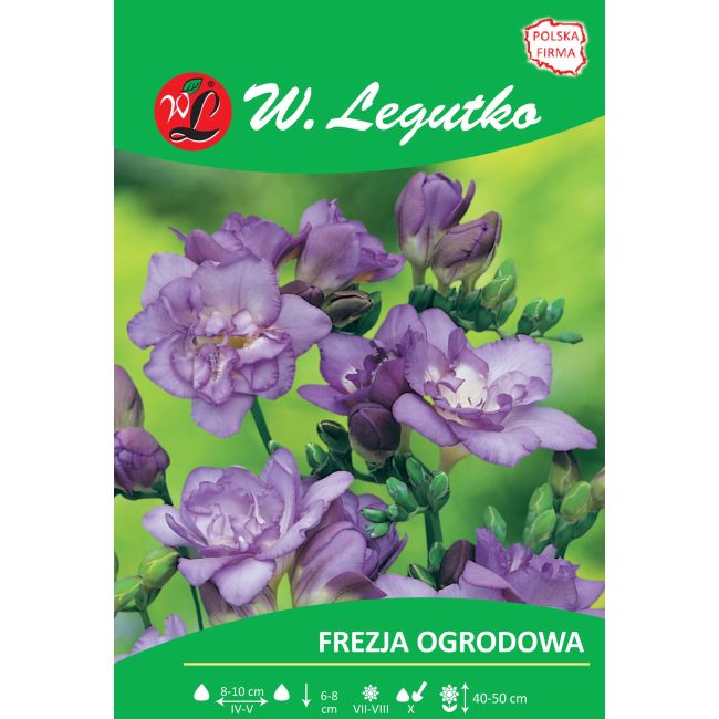 Frezja ogrodowa - pełna - fioletowa - 10szt. - Cebule i Kłącza - W. Legutko