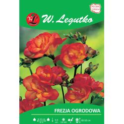Frezja czerwona 10szt. - Cebule i Kłącza - W. Legutko