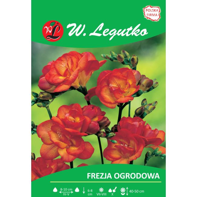 Frezja ogrodowa - pełna - czerwona - 10szt. - Cebule i Kłącza - W. Legutko