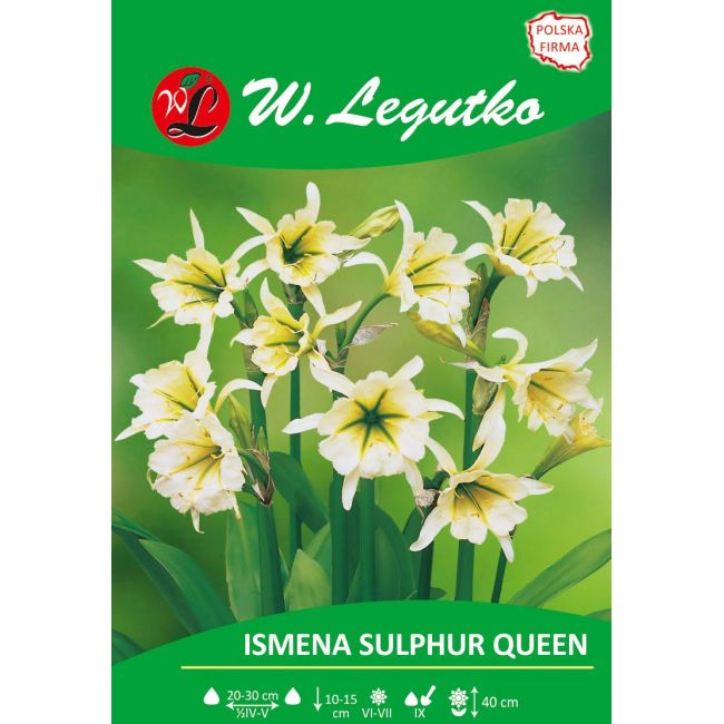 Ismena - Sulphur Queen - żółta - 1szt. - Cebule i Kłącza - W. Legutko