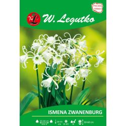 Ismena Zwanenburg biała 1szt. - Cebule i Kłącza - W. Legutko
