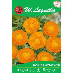 Jaskier azjatycki pomarańczowy 7szt. - Cebule i Kłącza - W. Legutko