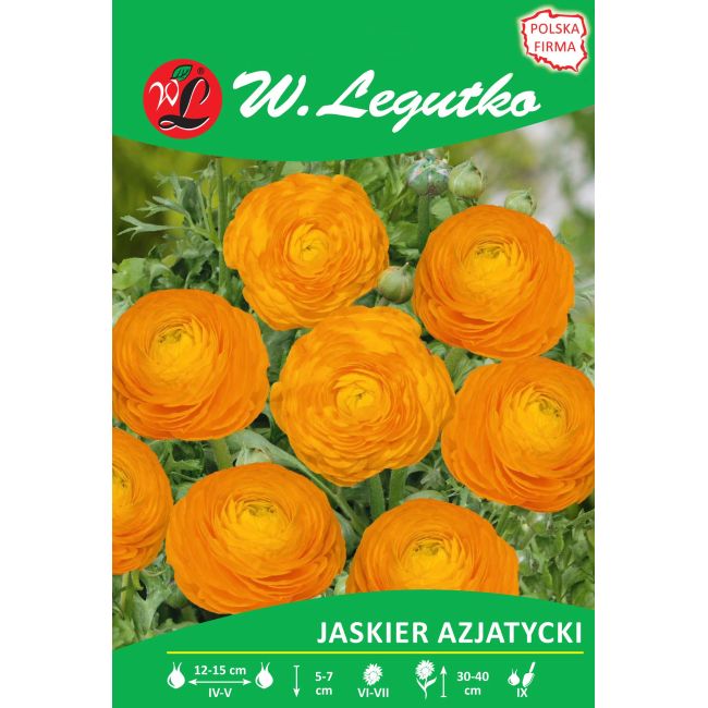 Jaskier azjatycki - pomarańczowy - 7szt. - Cebule i Kłącza - W. Legutko