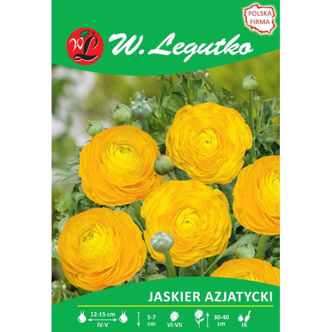 Jaskier azjatycki - żółty - 7szt. - Cebule i Kłącza - W. Legutko