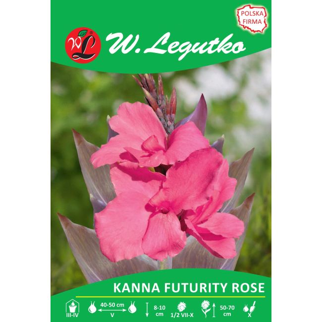 Kanna - Futurity Rose - brązowolistna - niska - różowa - 1szt. - Cebule i Kłącza - W. Legutko