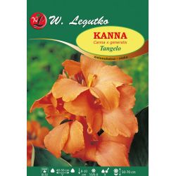 Kanna Tangelo pomarańczowa 1szt. - Cebule i Kłącza - W. Legutko