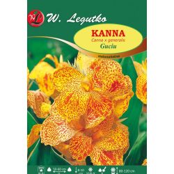 Kanna Guciu złotożółto-czerwona 1szt. - Cebule i Kłącza - W. Legutko