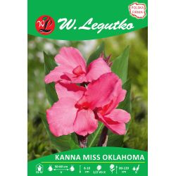 Kanna Miss Oklahoma różowa 1szt. - Cebule i Kłącza - W. Legutko