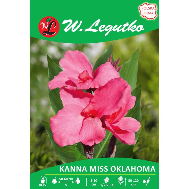 Kanna - Miss Oklahoma - zielonolistna - różowa - 1szt. - Cebule i Kłącza - W. Legutko