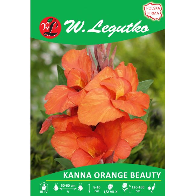 Kanna - Orange Beauty - zielonolistna - pomarańczowa - 1szt. - Cebule i Kłącza - W. Legutko