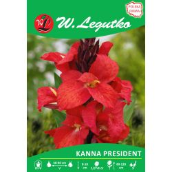Kanna President czerwona 1szt. - Cebule i Kłącza - W. Legutko