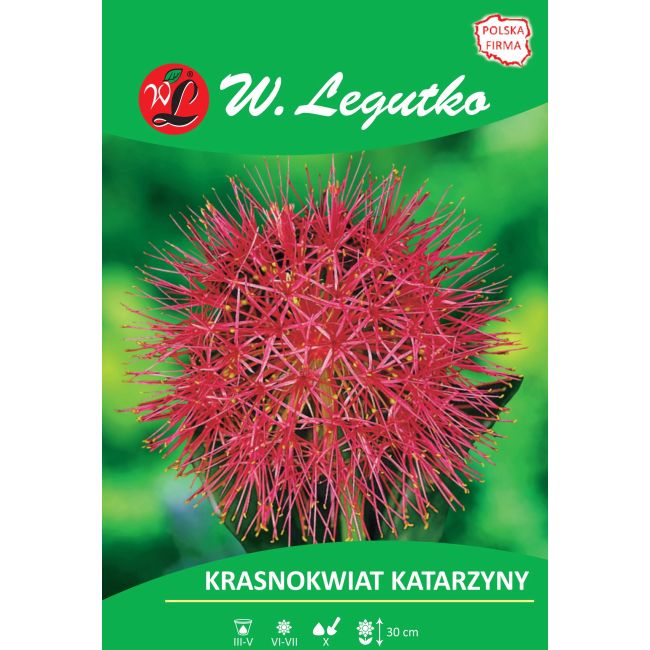 Krasnokwiat Katarzyny - czerwony - 1szt. - Cebule i Kłącza - W. Legutko