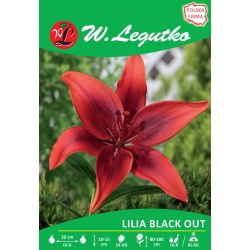 Lilia Black Out czerwona 1szt. - Cebule i Kłącza - W. Legutko