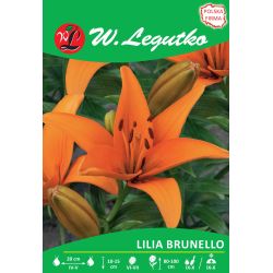 Lilia Brunello pomarańczowa 1szt. - Cebule i Kłącza - W. Legutko