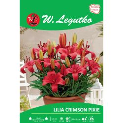 Lilia Crimson Pixie czerwona 1szt. - Cebule i Kłącza - W. Legutko