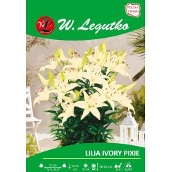 Lilia Ivory Pixie kremowa 1szt. - Cebule i Kłącza - W. Legutko