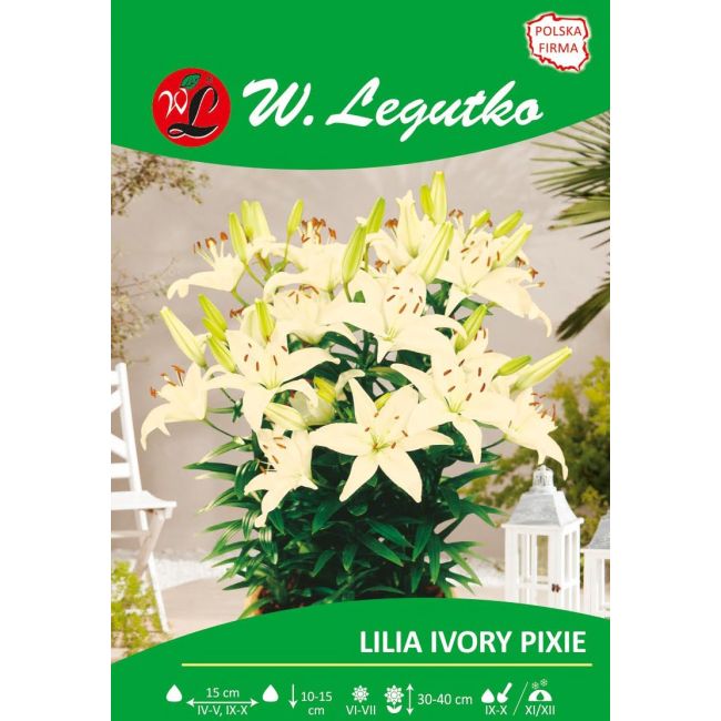 Lilia - Ivory Pixie - azjatycka - karłowa - kremowa - 1szt. - Cebule i Kłącza - W. Legutko