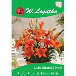Lilia Orange Pixie pomarańczowa 1szt. - Cebule i Kłącza - W. Legutko