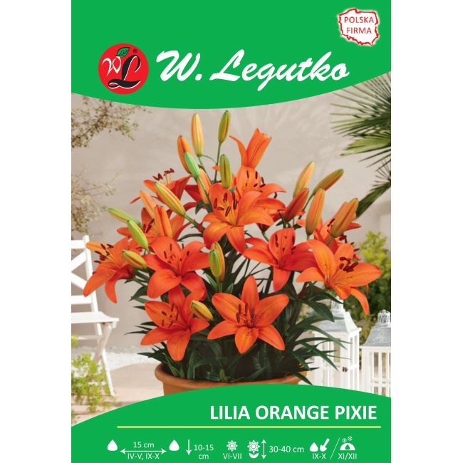 Lilia - Orange Pixie - azjatycka - karłowa - pomarańczowa - 1szt. - Cebule i Kłącza - W. Legutko
