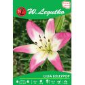 Lilia - azjatycka - Lollypop - biało-różowa - Cebule i Kłącza - W. Legutko