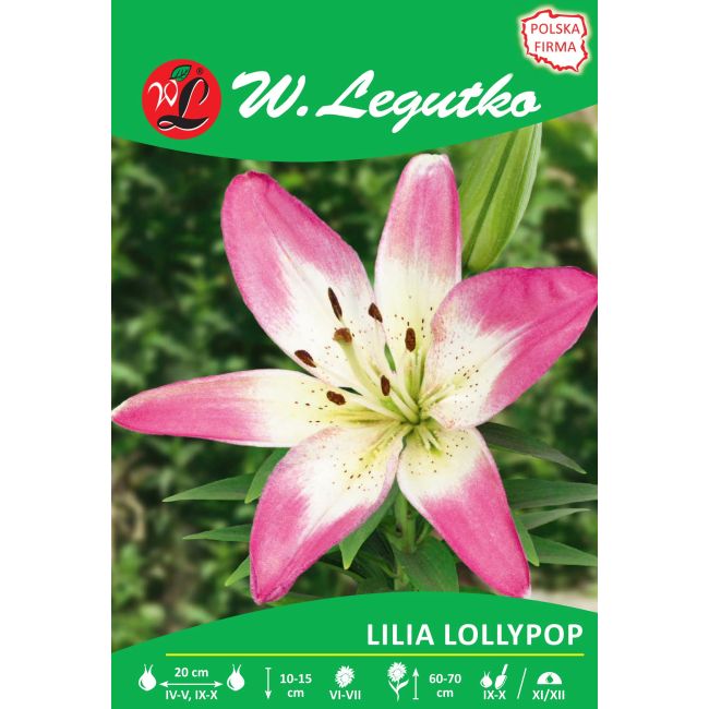Lilia - azjatycka - Lollypop - biało-różowa - Cebule i Kłącza - W. Legutko