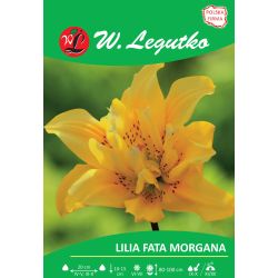 Lilia Fata Morgana żółta 1szt. - Cebule i Kłącza - W. Legutko
