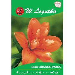 Lilia Orange twins pomarańczowa 1szt. - Cebule i Kłącza - W. Legutko