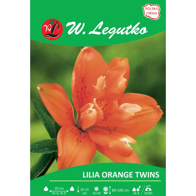 Lilia - Orange Twins - azjatycka - pełna - pomarańczowa - 1szt. - Cebule i Kłącza - W. Legutko