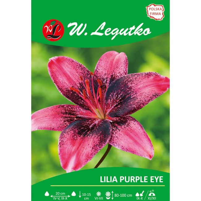 Lilia - Purple Eye - azjatycka - purpurowa - 1szt. - Cebule i Kłącza - W. Legutko