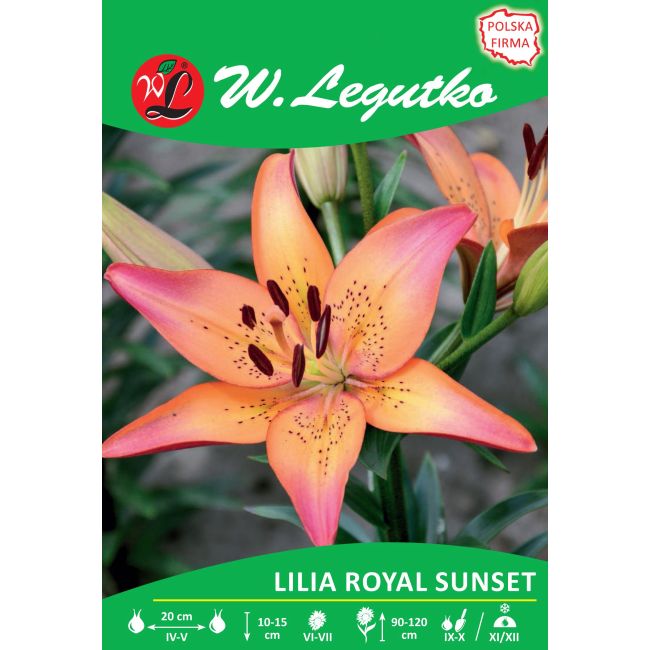 Lilia - Royal Sunset - L.A. - 1szt. - Cebule i Kłącza - W. Legutko