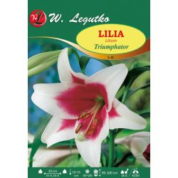 Lilia Triumphator biała z czerwonym śr. 1szt. - Cebule i Kłącza - W. Legutko