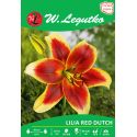 Lilia - O.T - Red Dutch - czerwono-żółta - Cebule i Kłącza - W. Legutko