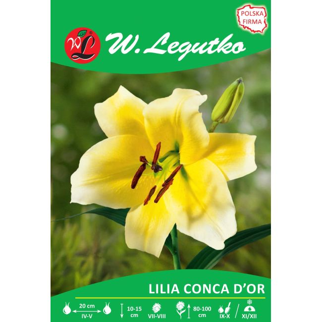 Lilia - Conca d'or - O.T. - drzewiasta - biało-żółta - 1szt. - Cebule i Kłącza - W. Legutko
