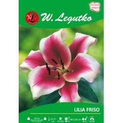 Lilia Friso różowa z białą obw. 1szt. - Cebule i Kłącza - W. Legutko Lilia Friso różowa z białą obw. 1szt. - Cebule i Kłącza - W. Legutko