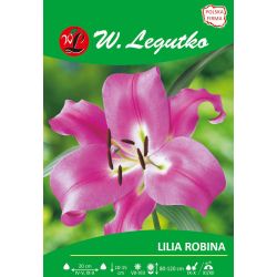 Lilia Robina różowa 1szt. - Cebule i Kłącza - W. Legutko