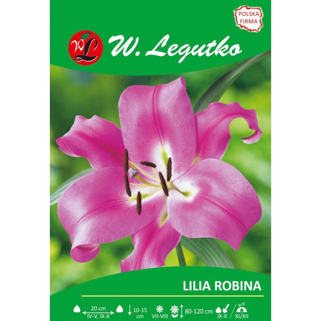 Lilia - Robina - O.T. - drzewiasta - różowa - 1szt. - Cebule i Kłącza - W. Legutko