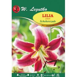 Lilia Scheherazade bordowa 1szt. - Cebule i Kłącza - W. Legutko