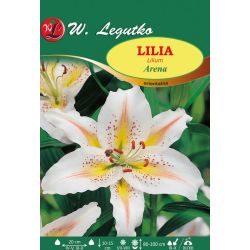 Lilia Arena żółto-różowo-biała 1szt. - Cebule do nasadzeń wiosennych - W. Legutko