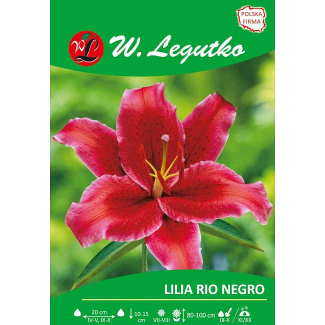 Lilia - Rio Negro - orientalna - purpurowa - 1szt. - Cebule i Kłącza - W. Legutko