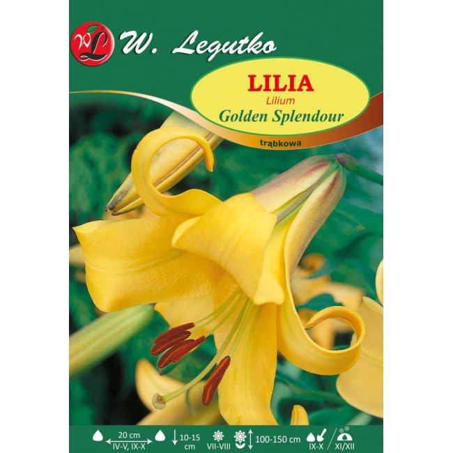 Lilia - Golden Splendour - trąbkowa - żółta - 1szt. - Cebule i Kłącza - W. Legutko