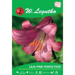 Lilia Pink Perfection różowa 1szt. - Cebule i Kłącza - W. Legutko