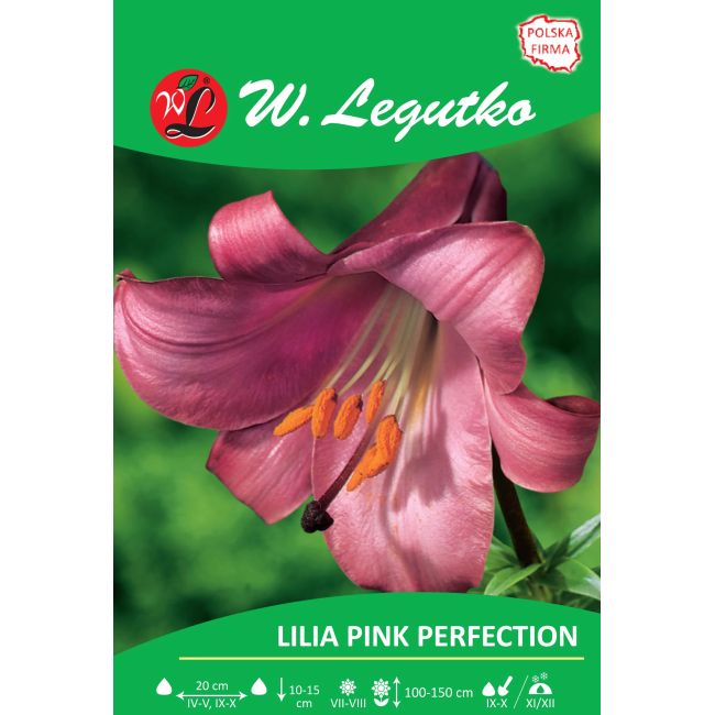 Lilia - Pink Perfection - trąbkowa - różowa - 1szt. - Cebule i Kłącza - W. Legutko