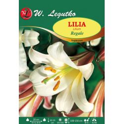 Lilia Regale biała 1szt. - Cebule i Kłącza - W. Legutko