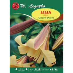 Lilia African Queen pomarańczowa 1szt. - Cebule i Kłącza - W. Legutko