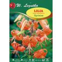 Lilia - Tigrinum - species - pomarańczowa - 1szt. - Cebule i Kłącza - W. Legutko