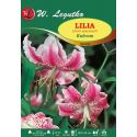 Lilia - Rubrum - species - różowa - 1szt. - Cebule i Kłącza - W. Legutko