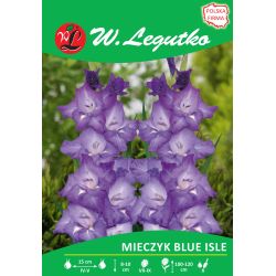Mieczyk Blue Isle fioletowo-biały 5szt. - Cebule i Kłącza - W. Legutko