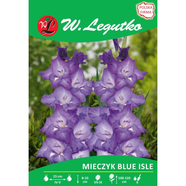 Mieczyk - Blue Isle - wielkokwiatowy - 5szt. - Cebule i Kłącza - W. Legutko