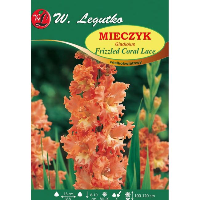 Mieczyk - Frizzled Coral Lace - wielkokwiatowy - 5szt. - Cebule i Kłącza - W. Legutko