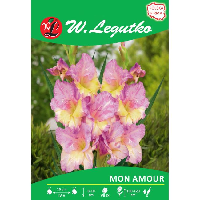 Mieczyk - Mon Amour - wielkokwiatowy - 5szt. - Cebule i Kłącza - W. Legutko